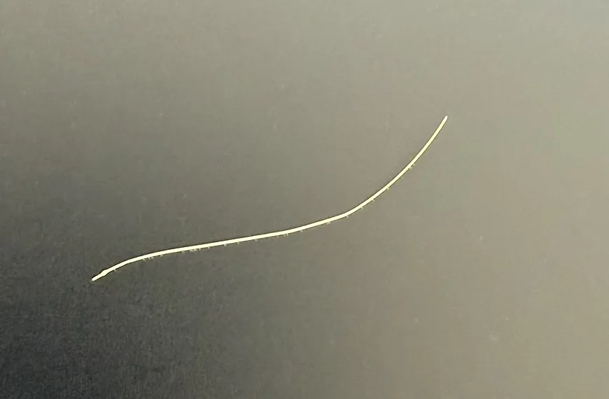 拔出的刷毛——笔直,没有折痕